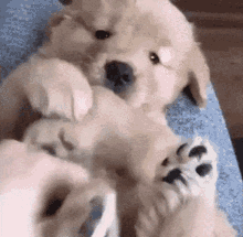 Puppies Fluffy GIFs